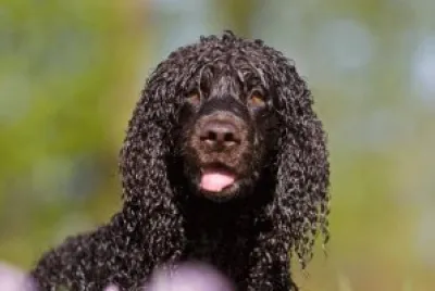 irish water spaniel