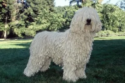 komondor