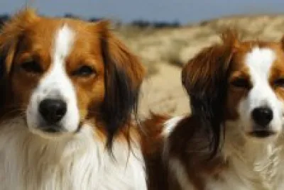 פאזל של kooikerhondje