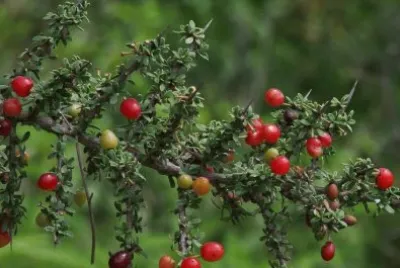 piquillÃ­n jigsaw puzzle