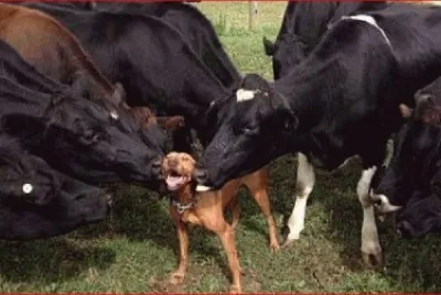 PERRO CHIFLADO