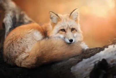 ANIMALES
