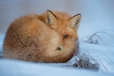 ANIMALES