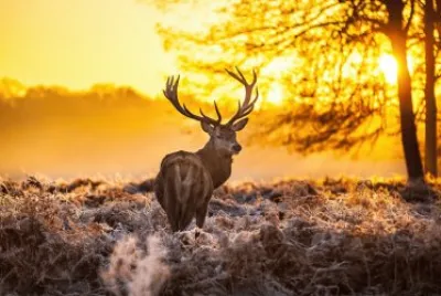 ANIMALES
