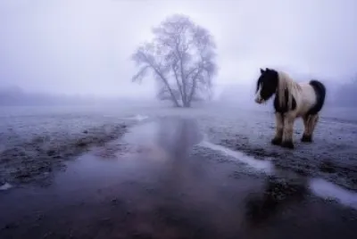 ANIMALES