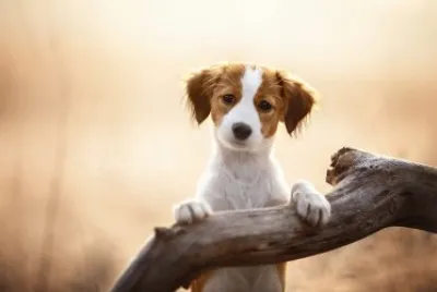 ANIMALES