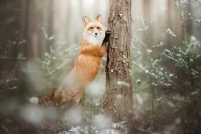 ANIMALES
