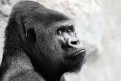 ANIMALES