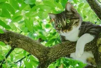 ANIMALES jigsaw puzzle