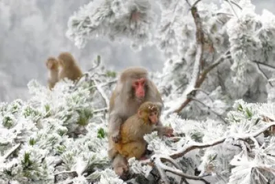 ANIMALES