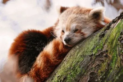 ANIMALES