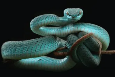 ANIMALES