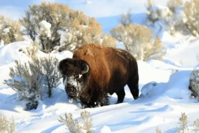 ANIMALES