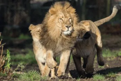 ANIMALES