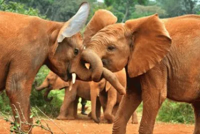 ANIMALES