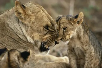 ANIMALES