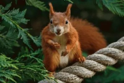 ANIMALES