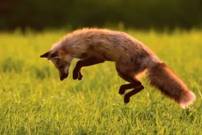 ANIMALES