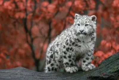 ANIMALES