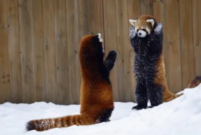 ANIMALES
