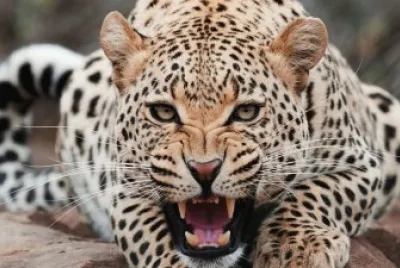 ANIMALES
