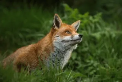 ANIMALES