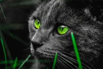 ANIMALES