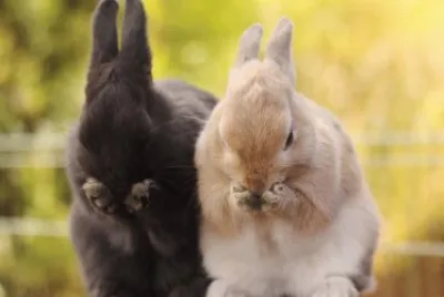 ANIMALES