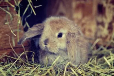 ANIMALES