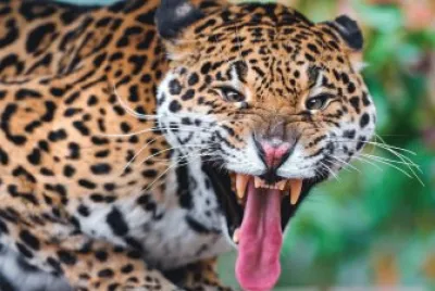 ANIMALES