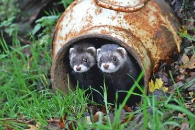 ANIMALES