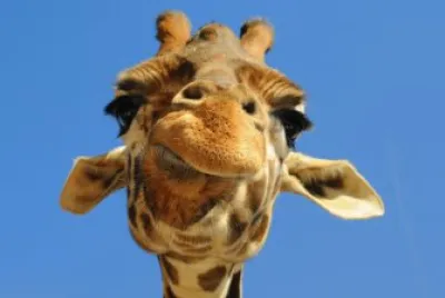 ANIMALES