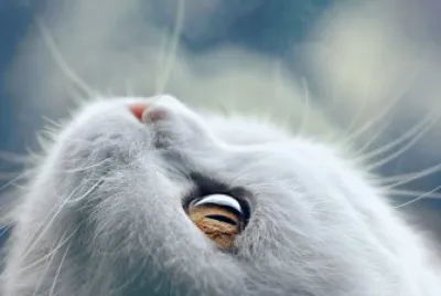 ANIMALES