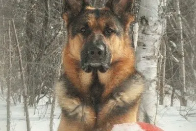 GSD