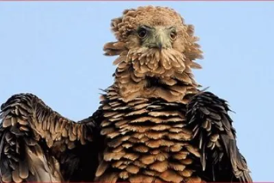 AGUILA DESPEINADA