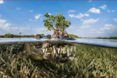 CAIMAN