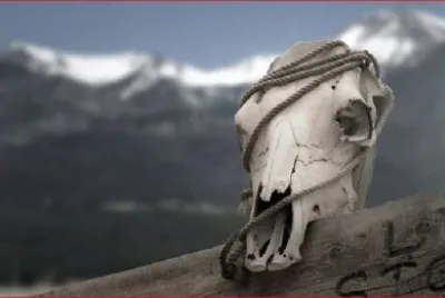 CALAVERA BOVINA