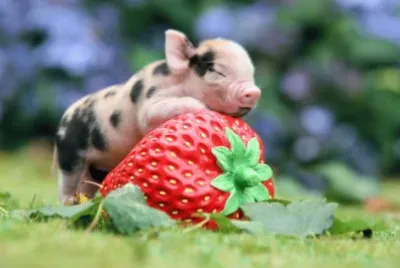 ANIMALES