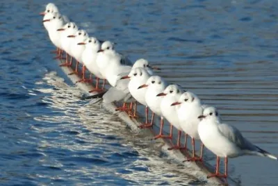 ANIMALES