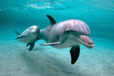 ANIMALES