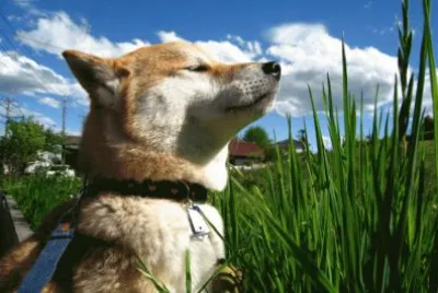 ANIMALES jigsaw puzzle