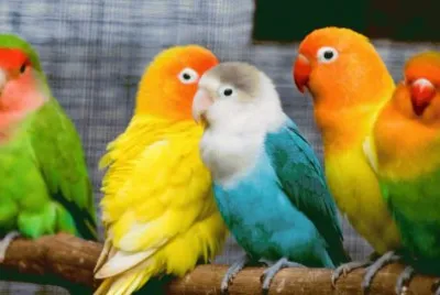 פאזל של ANIMALES