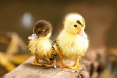 ANIMALES