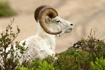 ANIMALES