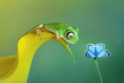 ANIMALES