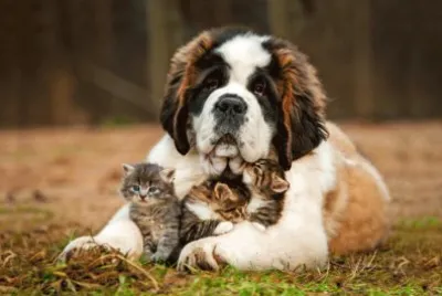 ANIMALES