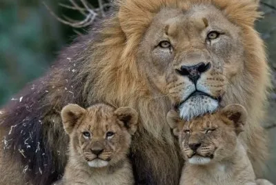 ANIMALES