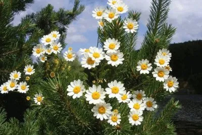 imagens jigsaw puzzle