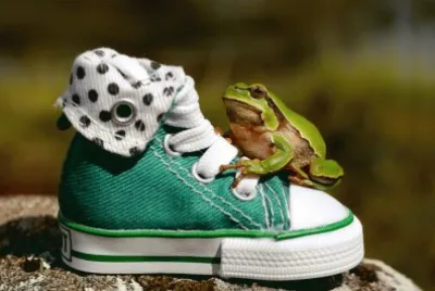 ANIMALES
