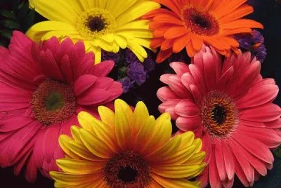 Beautiful Gerberas